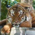 phoenix zoo tiger killed