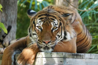 phoenix zoo tiger killed