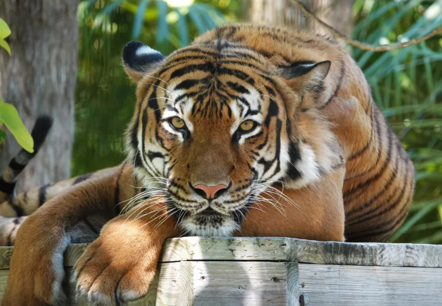 phoenix zoo tiger killed