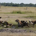 hanging hyena