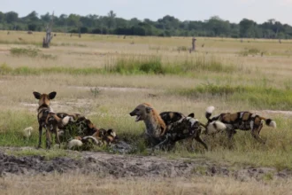 hanging hyena