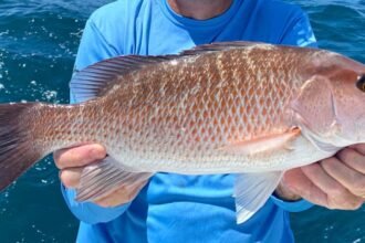 mangrove snapper