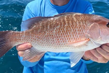 mangrove snapper